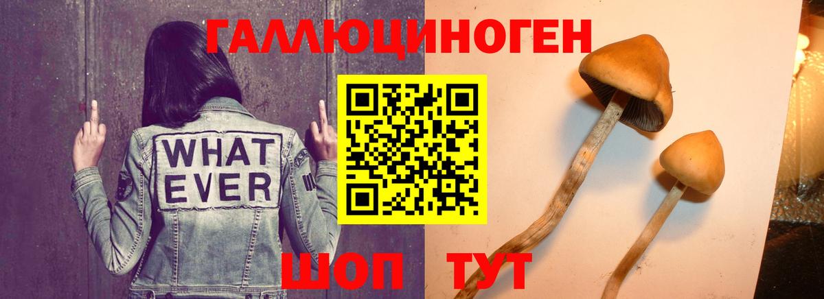 Камышин  Псилоцибиновые грибы прущие грибы  Вход с VPN 